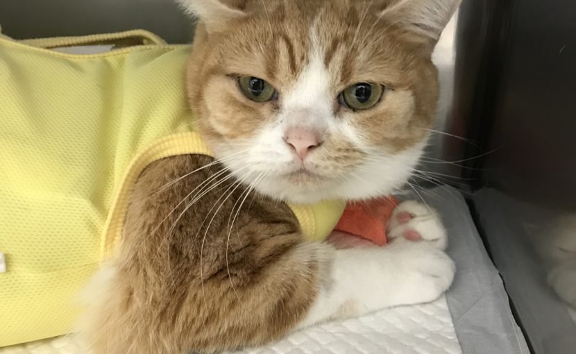 猫ちゃんの尿石症
