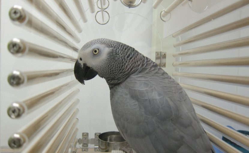 素敵な鳥さん来院