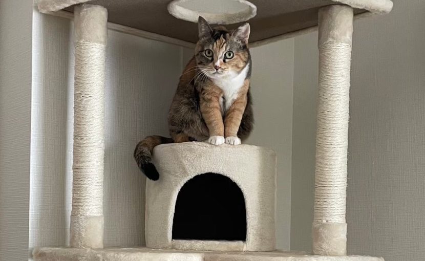 猫と暮らす