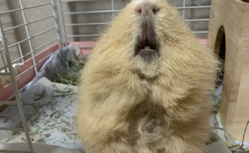 モルモットの頸部リンパ節炎