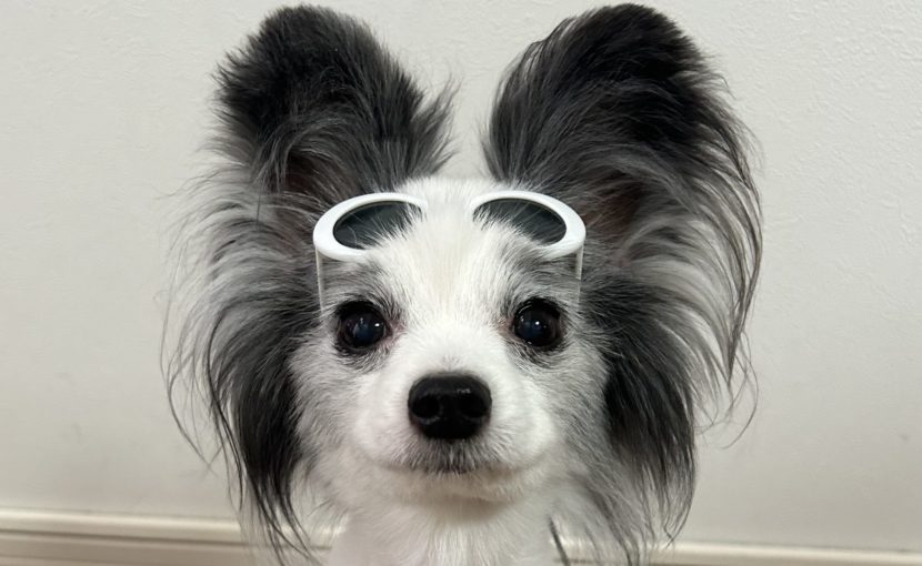 ご長寿犬・猫ちゃんほど健康診断をお得に♪
