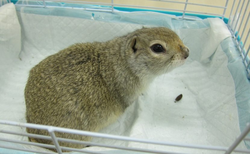 今日のかわいい患者さん