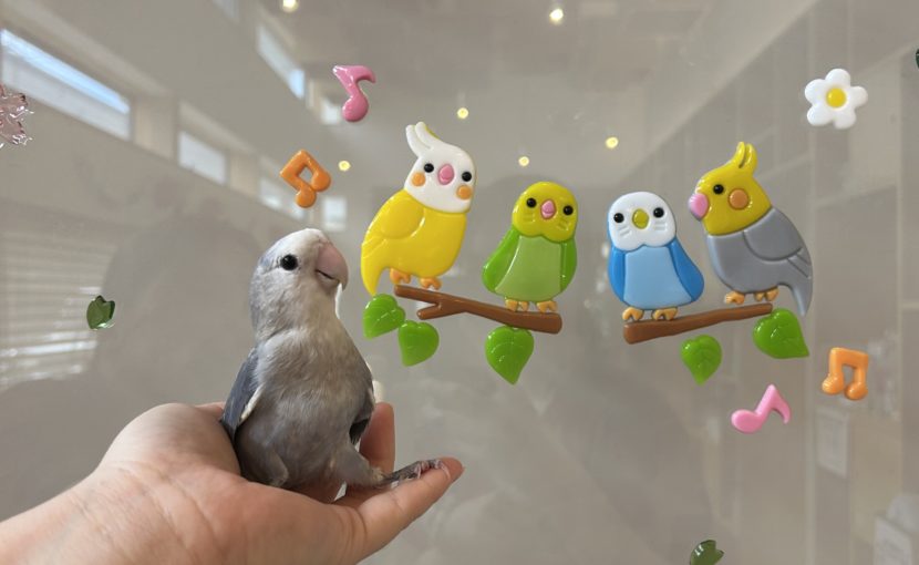 鳥の採血方法とその目的～小さな体から得られる大きな情報〜
