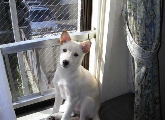 犬猫の幼年期に気を付けたい病気・事故