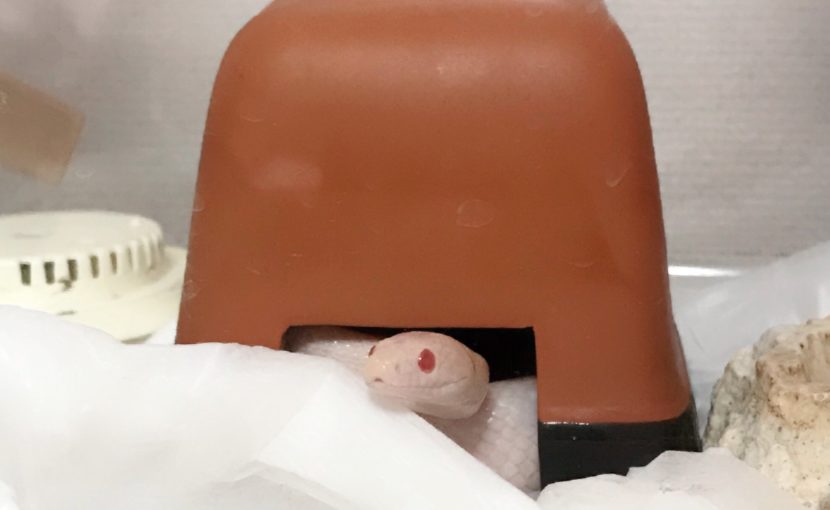 ヘビのお迎え前に考えること
