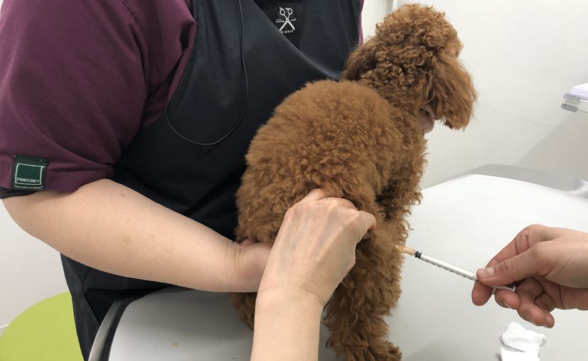 わんちゃんの混合ワクチン、抗体価検査がお得に
