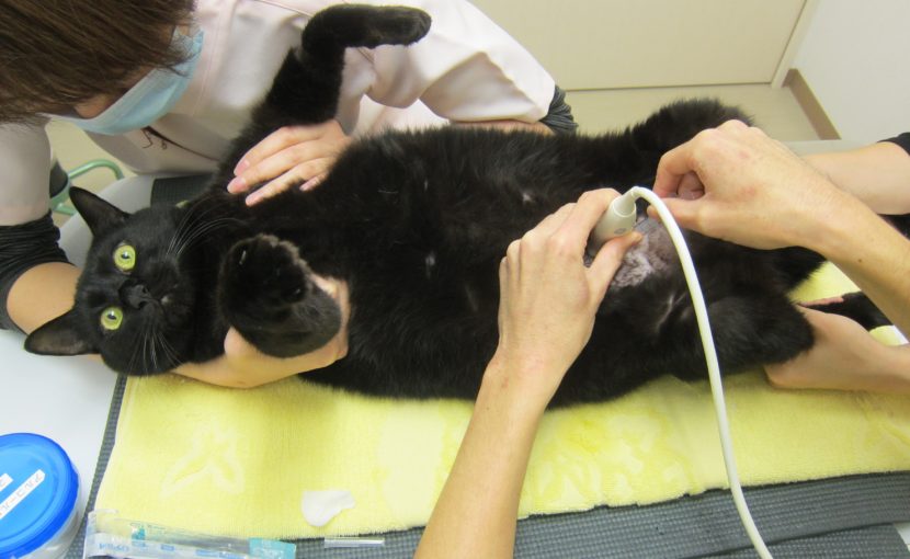 冬、猫ちゃんに多い病気