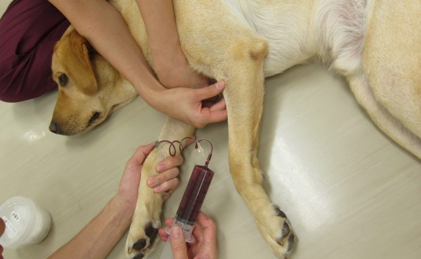 ドナー犬登録のお願い