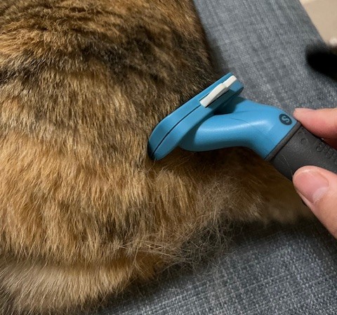 猫の換毛期ケア