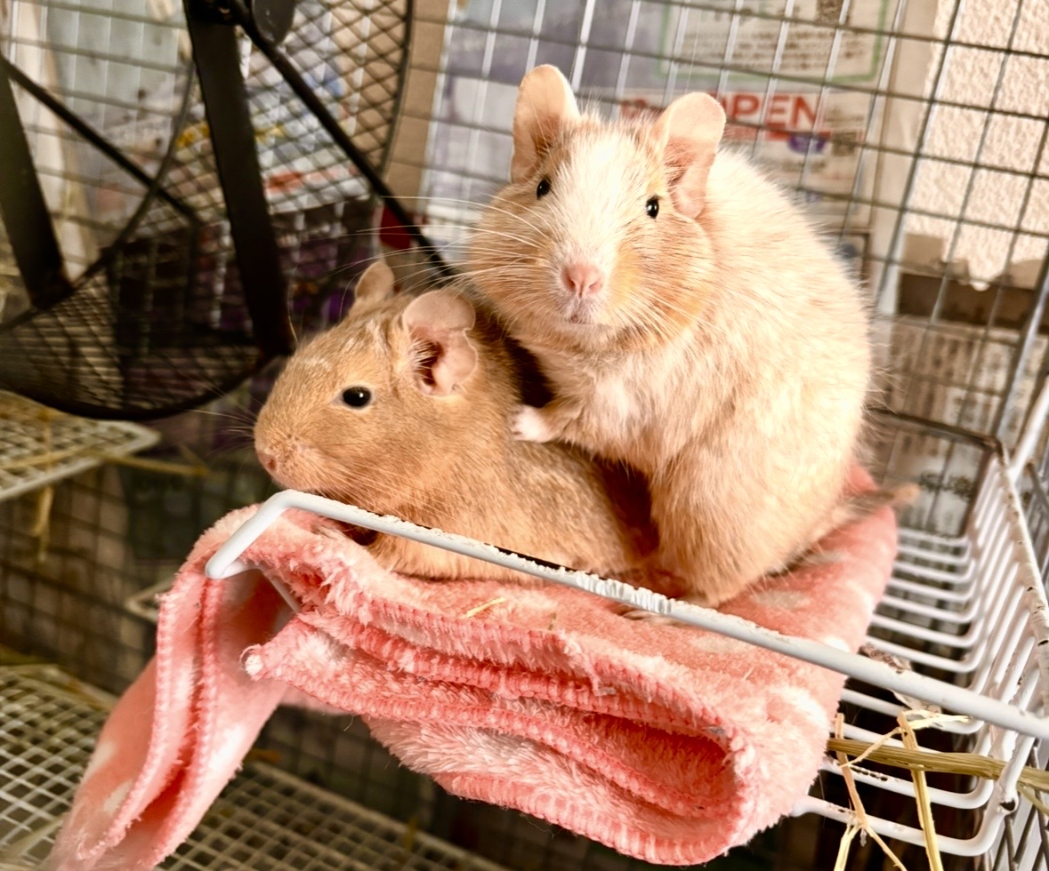 デグーの急な呼吸症状にご注意を！