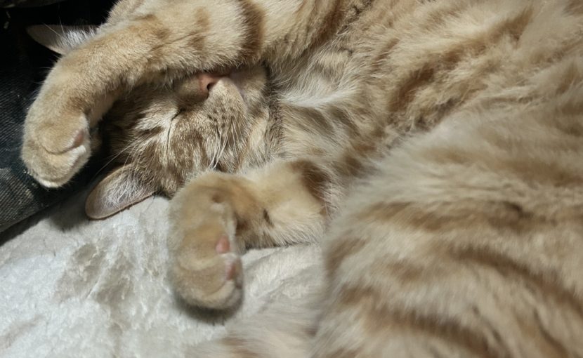 わんちゃんねこちゃんの感じている世界を知っていますか？