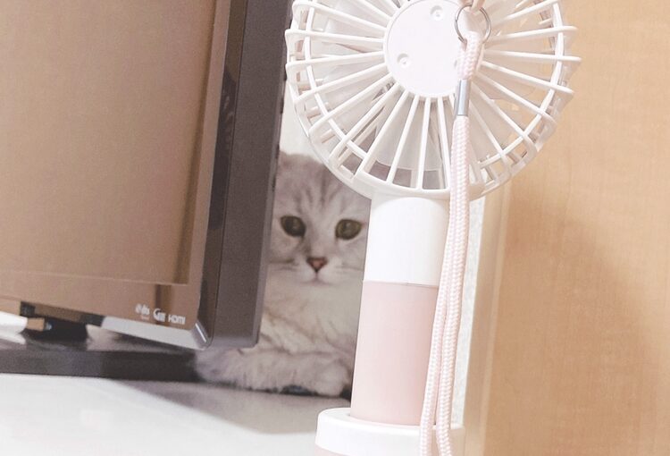 猫の熱中症について