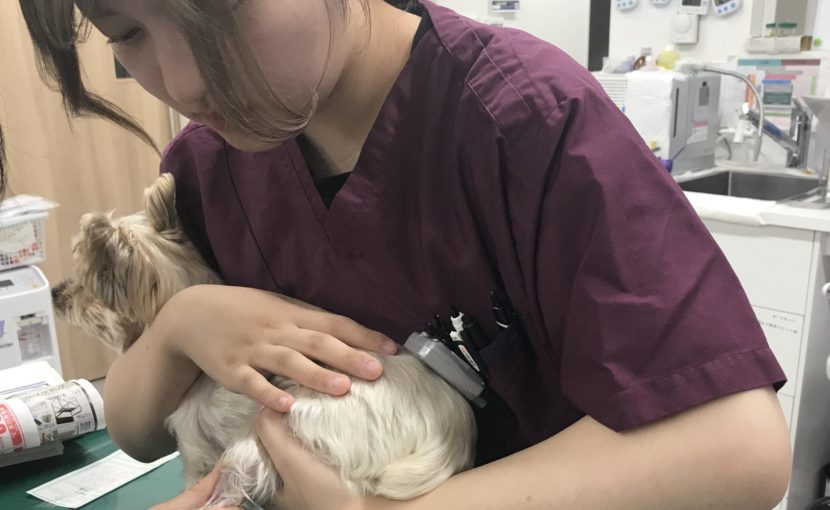 はじめまして、動物ケアスタッフの長谷川です！