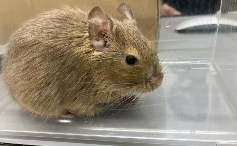デグーの鼻腔内骨腫(手術画像有り)