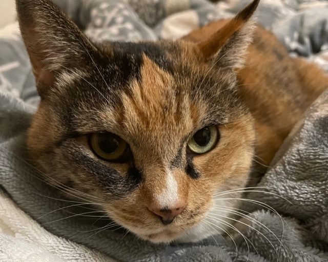 猫の瓜実条虫