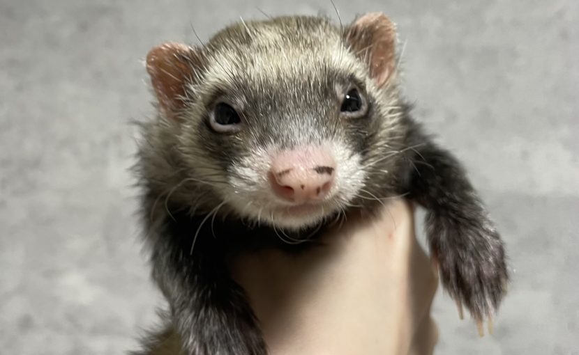 動物の換毛期に気をつけること