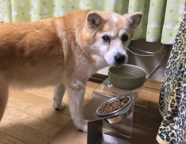 ワンちゃんネコちゃんの食事台