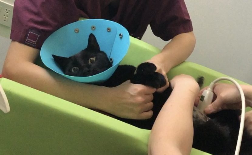 そうだ、採尿しよう