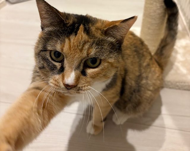 猫と過ごす12月に気をつけたいこと