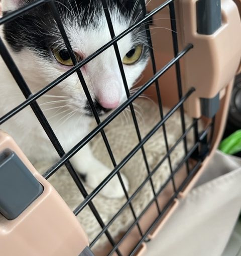 猫との引っ越しの注意点