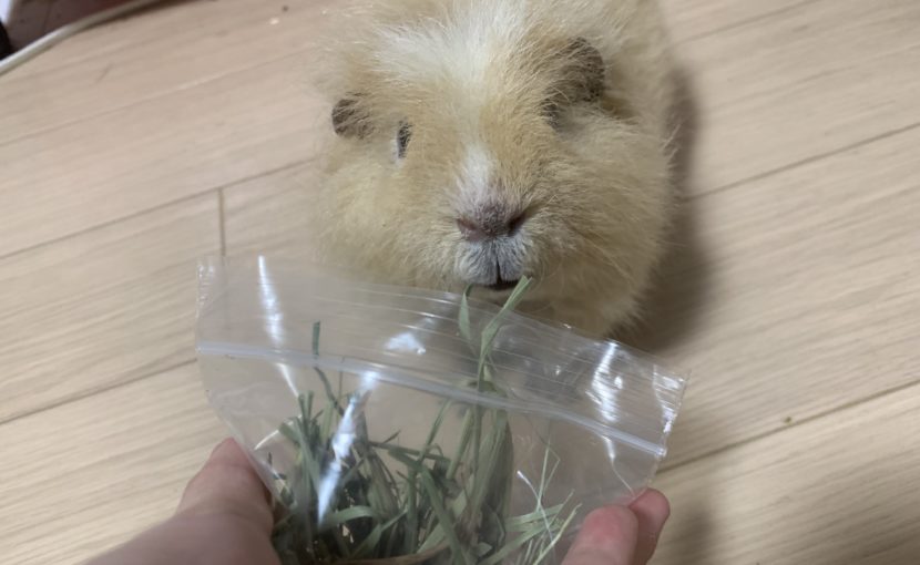 グルメな草食動物たちへ