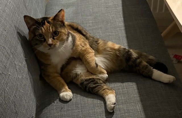 猫と子ども
