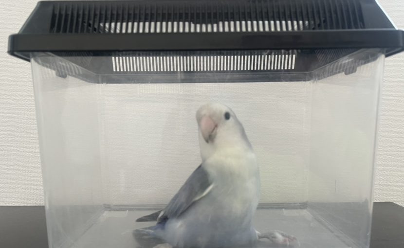 いざという時のためにペットの防災準備をしていますか?-小動物・鳥編-