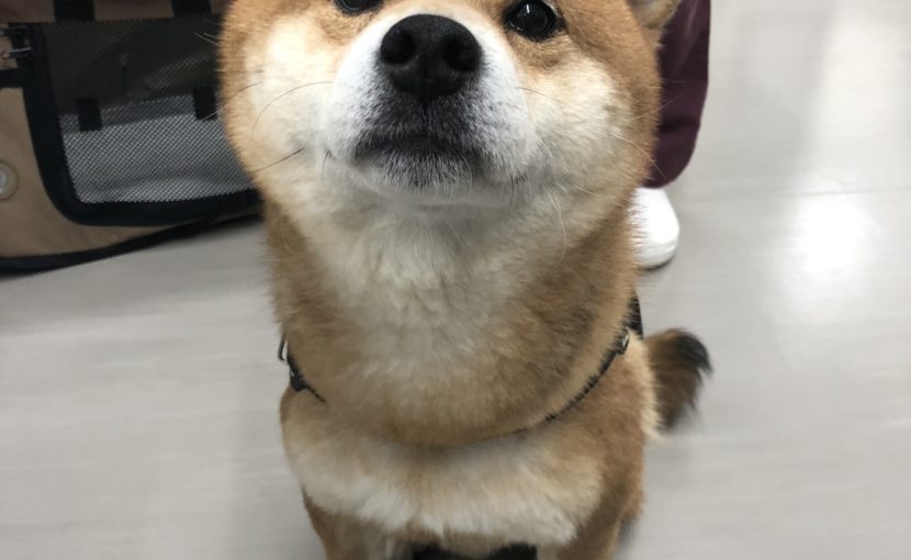 ドナー登録犬の協力をお願いします。
