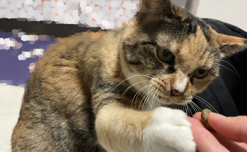 猫とのコミュニケーション