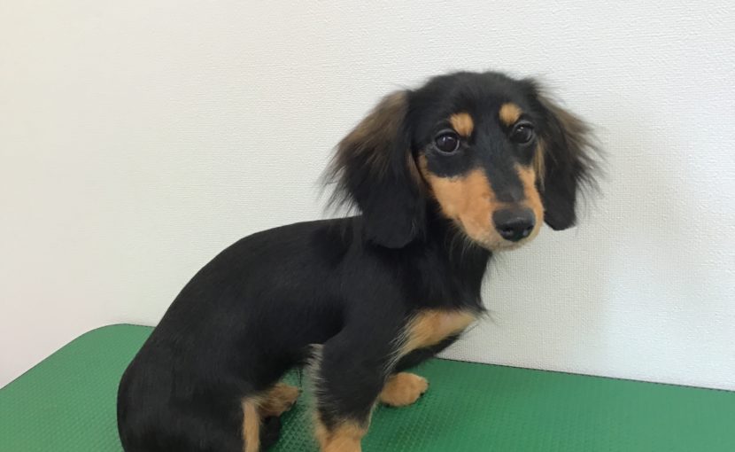 子犬のファーストトリミング