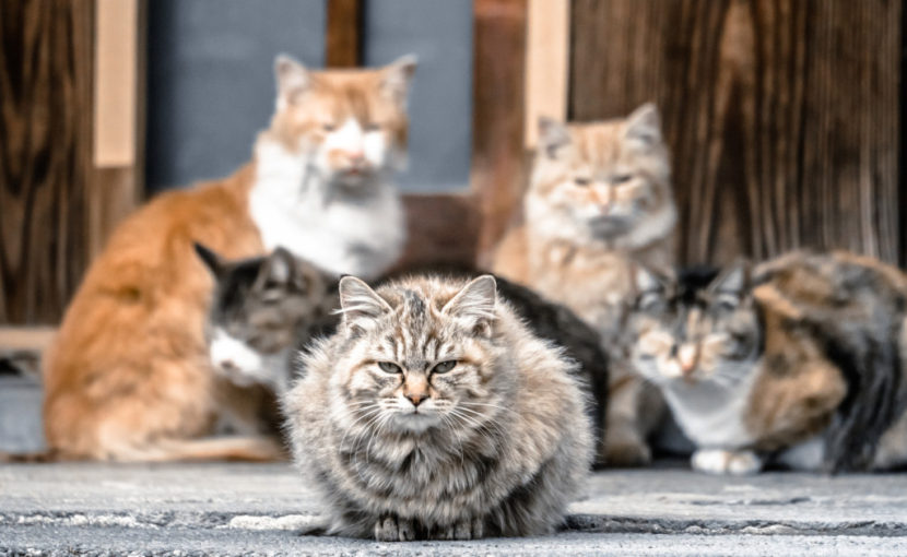 動物の適正飼育について考える