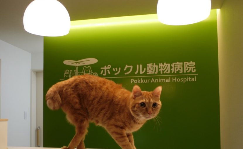 猫好きさん&猫の飼い主さんへ