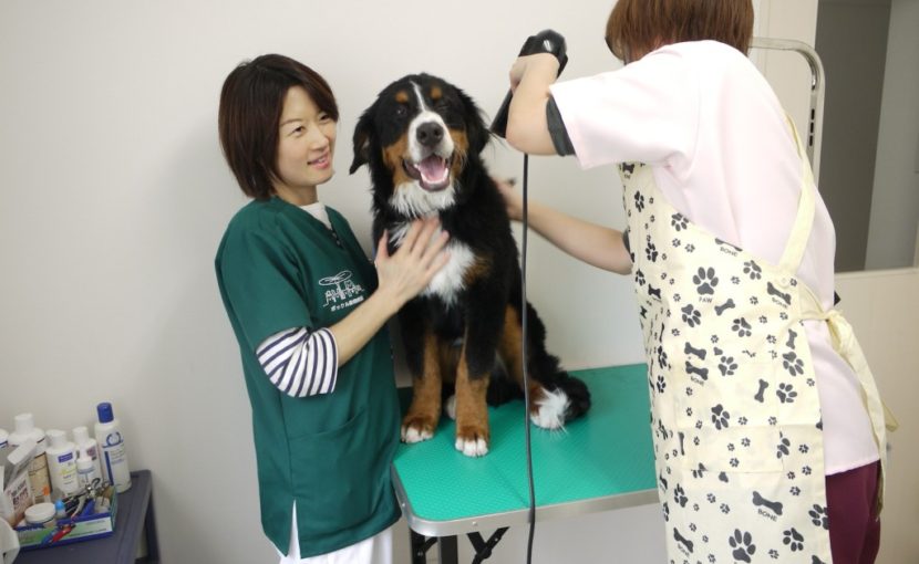 ぼたもち成長記③ トリミングデビュー?