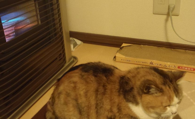 冬の誤食…こんな物に注意!