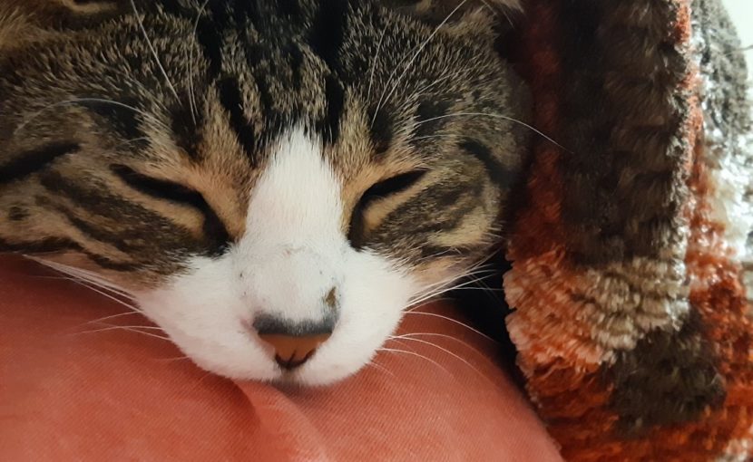 猫ちゃんの健康診断がリニューアルしました！