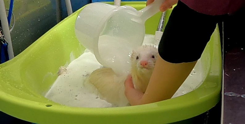 フェレットでもマイクロバブルやってみたよ!