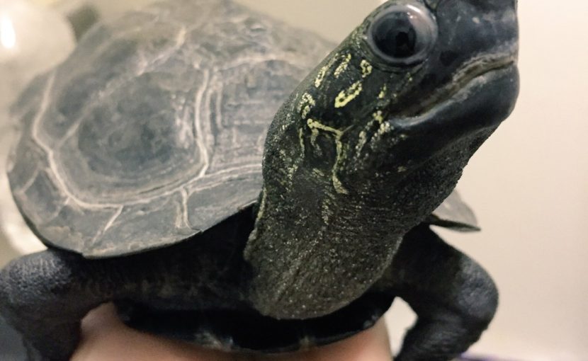 カメの中耳炎
