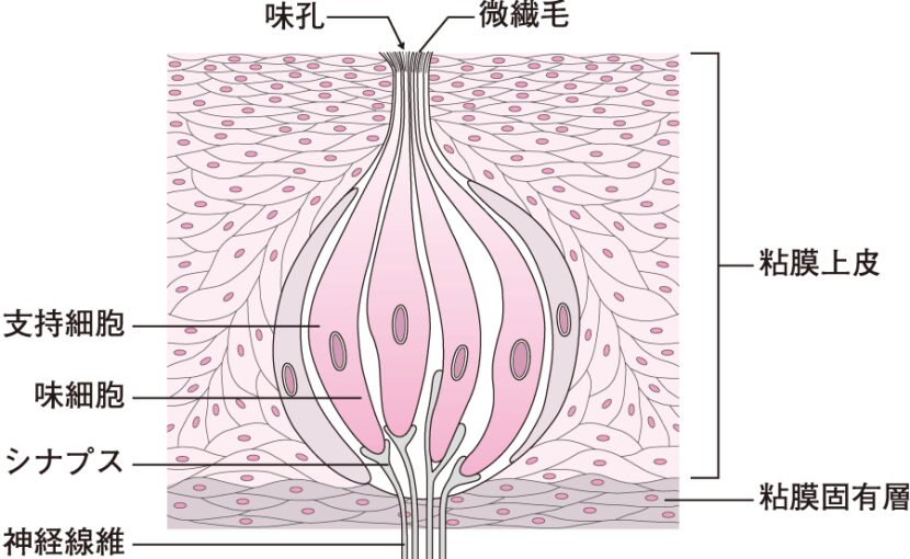 動物の味覚について