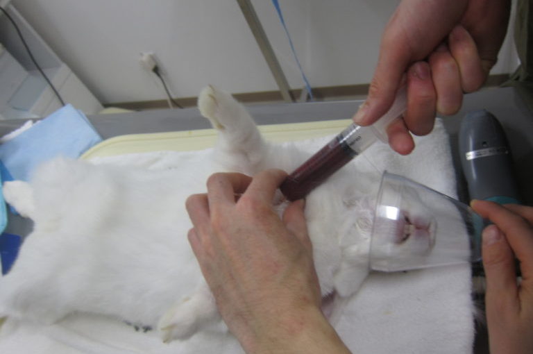 動物の輸血事情あれこれ