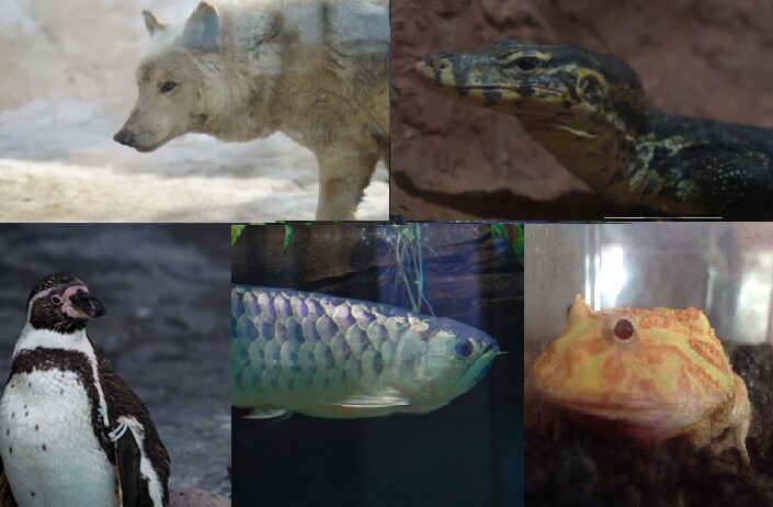 動物の分類について