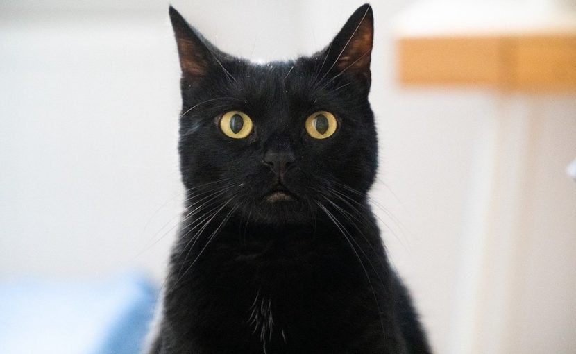 猫ちゃんのおしっこの異常、早めに気づくために