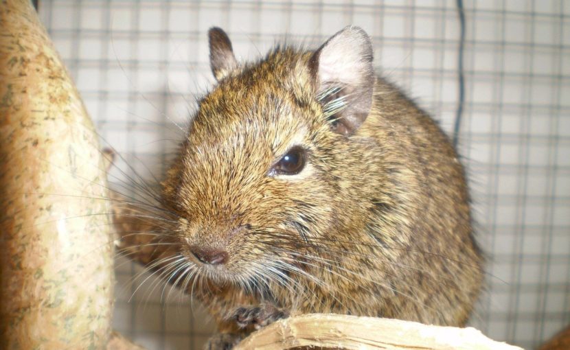 デグーの呼吸困難には要注意