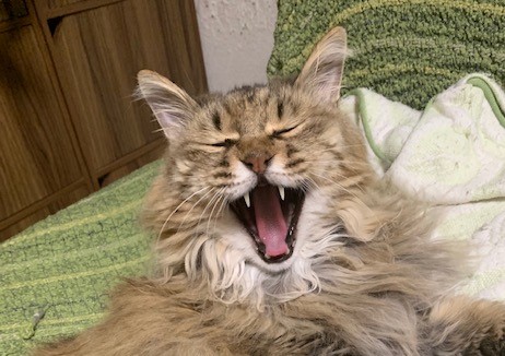 猫の歯周病について