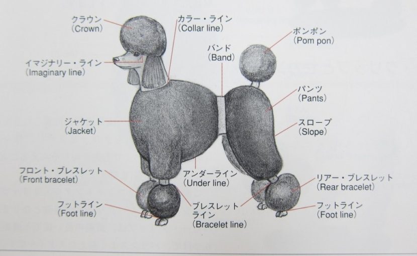 もこもこの歴史