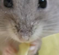 上野家に新しい家族が増えました!