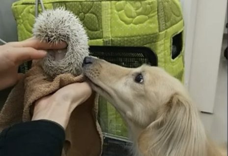 看護師山田、ポックル卒業です