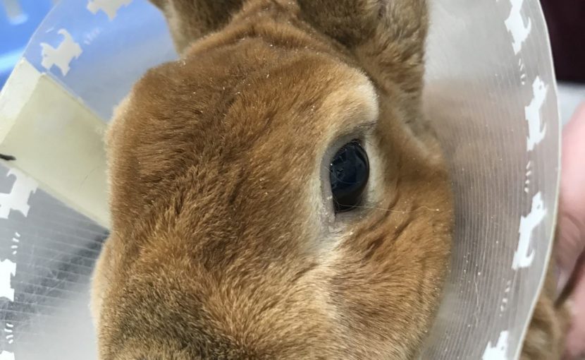ウサギの後肢麻痺