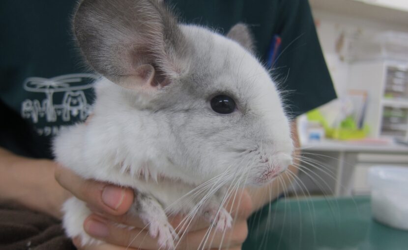チンチラの歯周病