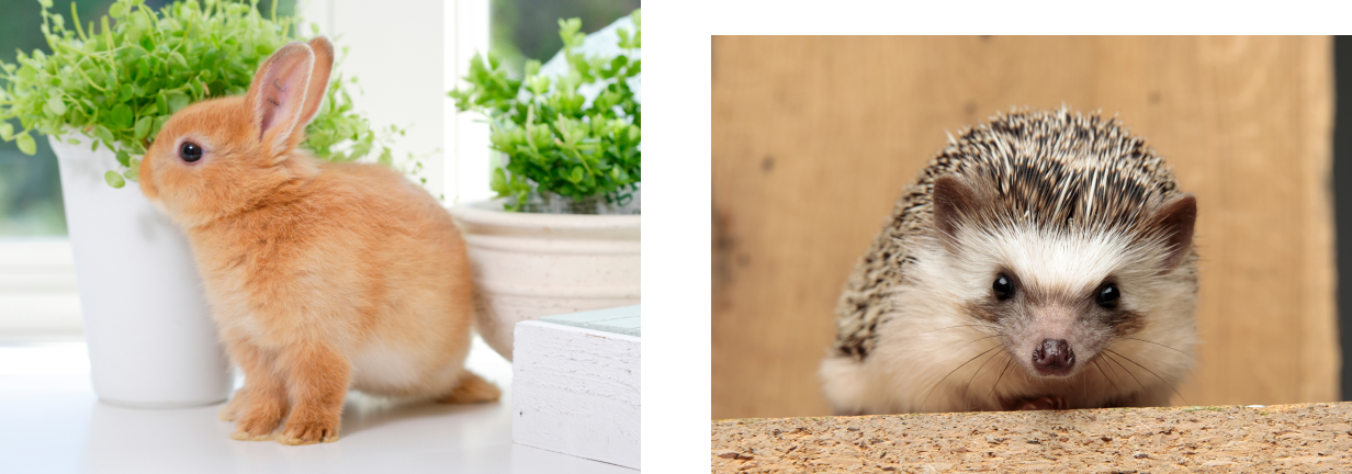 動物