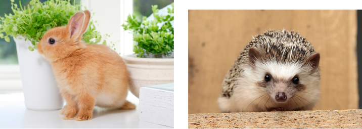 動物